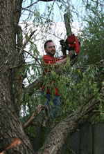 tree stump removal