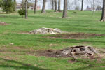 tree stump removal