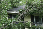 fallen tree 