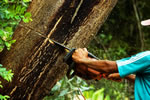 tree cutting