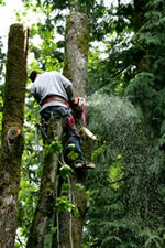 tree services